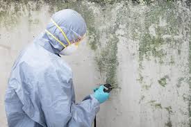 Best Mold Prevention Services  in Hwatha, IA